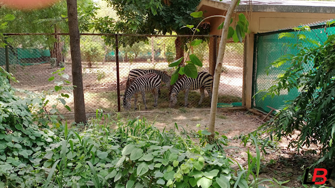 Nawab Wajid Ali Shah Zoological Garden: A Complete 71.6-Acre Wonder 4 | LucknowBuzz Nawab Wajid Ali Shah Zoological Garden: A Complete 71.6-Acre Wonder - Lucknow Buzz | Lucknow City Guide