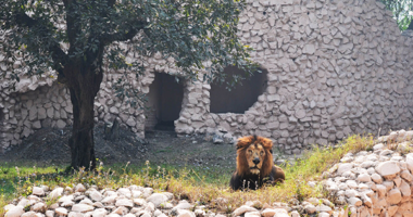 Nawab Wajid Ali Shah Zoological Garden: A Complete 71.6-Acre Wonder 1 | LucknowBuzz Nawab Wajid Ali Shah Zoological Garden: A Complete 71.6-Acre Wonder - Lucknow Buzz | Lucknow City Guide