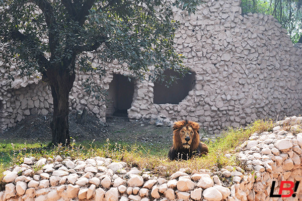 Nawab Wajid Ali Shah Zoological Garden: A Complete 71.6-Acre Wonder - Lucknow Buzz | Lucknow City Guide