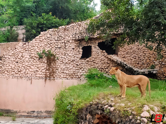 Nawab Wajid Ali Shah Zoological Garden: A Complete 71.6-Acre Wonder 6 | LucknowBuzz Nawab Wajid Ali Shah Zoological Garden: A Complete 71.6-Acre Wonder - Lucknow Buzz | Lucknow City Guide