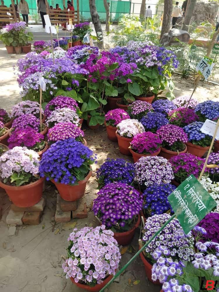 Raj Bhawan Annual Flower Show – Experience Lucknow’s Breathtaking Floral Wonderland – Open Till Feb 9 for Just ₹10! 6 | LucknowBuzz Raj Bhawan Annual Flower Show – Experience Lucknow’s Breathtaking Floral Wonderland – Open Till Feb 9 for Just ₹10! - Lucknow Buzz | Lucknow City Guide